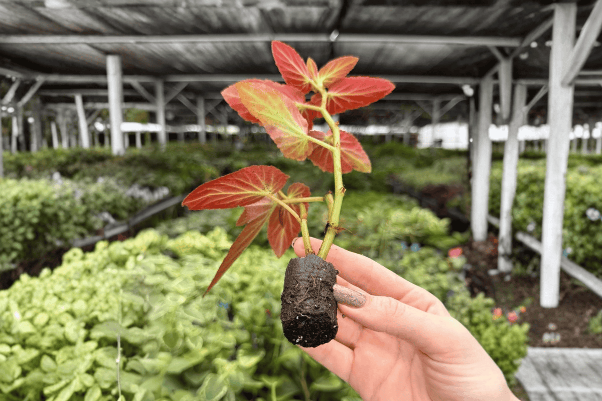 2 Exact Begonia Brazilian Lady Starter Plants – Begonia ‘Brazilian Lady’