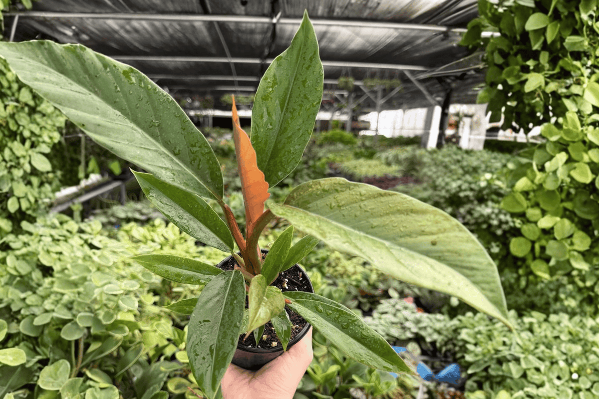 Philodendron Pluto ‘Choco Empress’ 2 Exact Live Plants – Specific 4” Size Bare Root