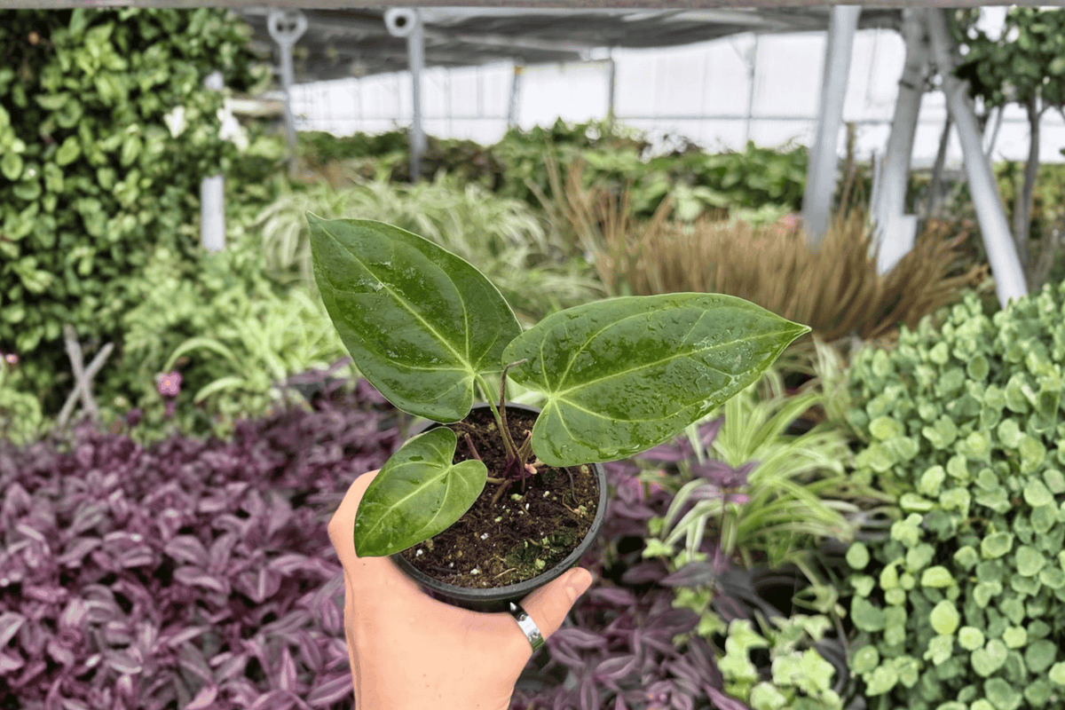 Anthurium FS (Fort Sherman) × Goliath 2 Exact Live Plants – 4-Inch Pots – Anthurium Hybrid