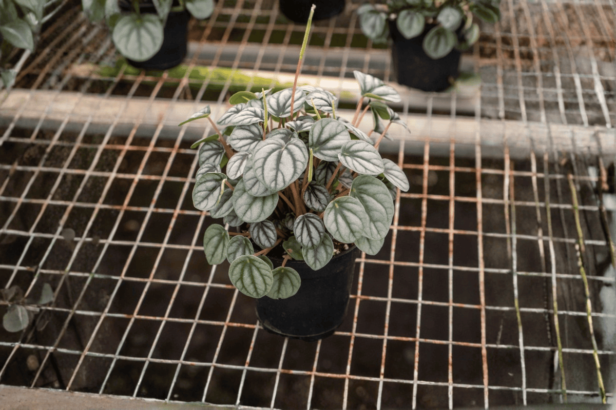 Peperomia Little Toscani 2 Live Starter Plants – Soil Pods – Peperomia ‘Little Toscani’