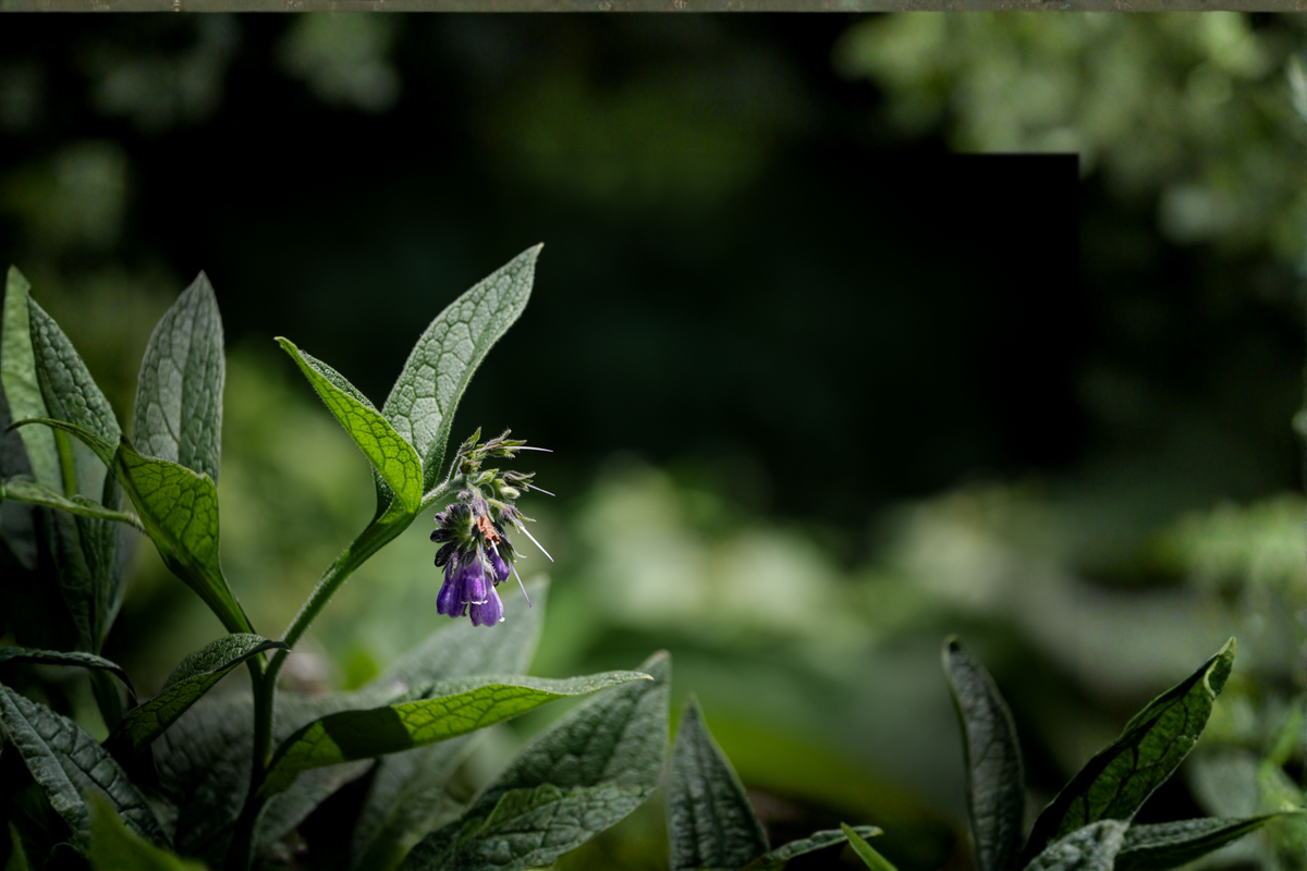Russian Bocking 14 Comfrey Live Well-Rooted Plant Plug – Symphytum × uplandicum
