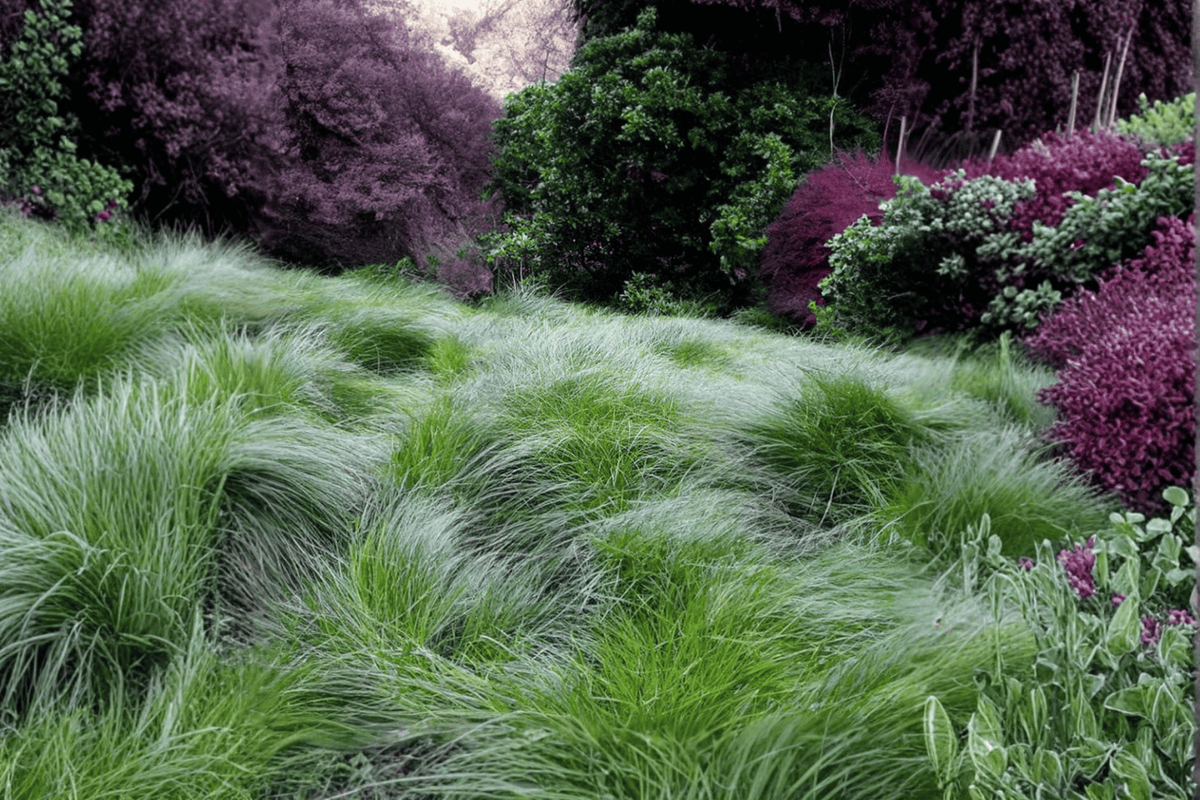 Clustered Field Sedge 1 Live Plant – 4-Inch Pot – Carex praegracilis