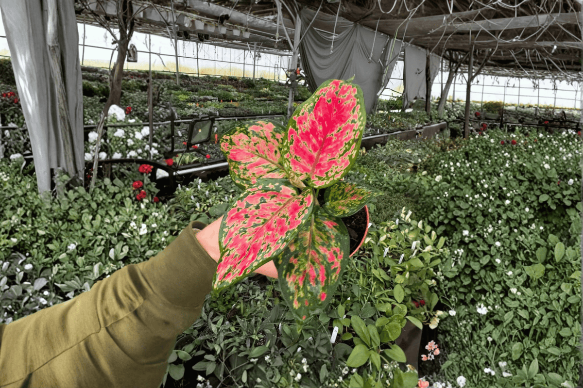 2 Aglaonema 'Beauty' Live Plants – 4-Inch Pots – Aglaonema 'Beauty'