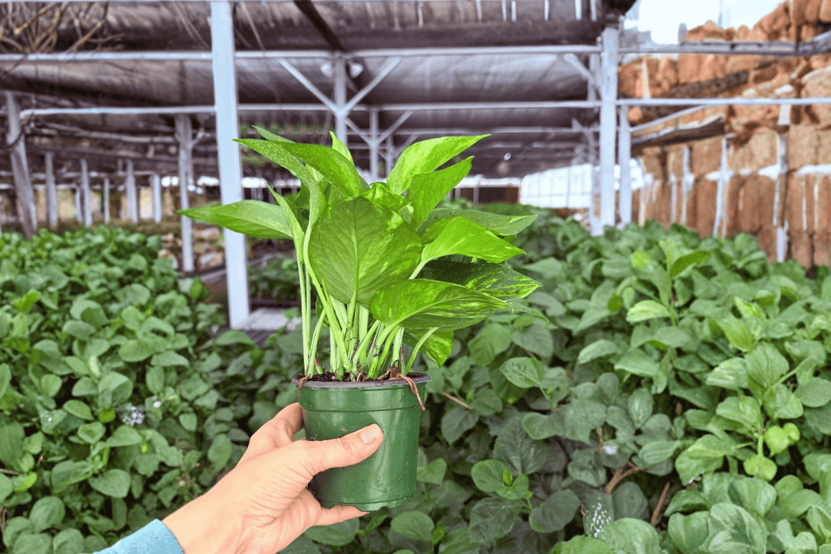 Golden Pothos 2 Exact Live Plants – Epipremnum aureum Specific 4” Size Bare Root