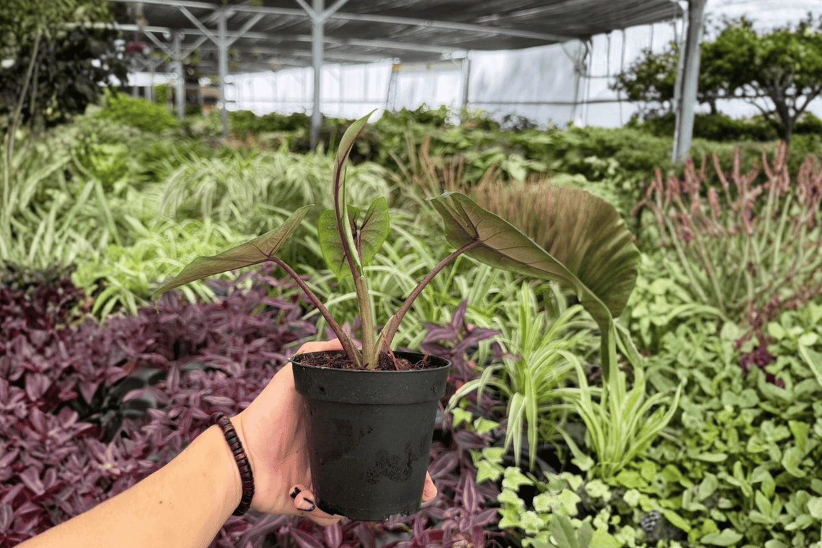 Alocasia Scalprum 2 Exact Live Plants – Alocasia scalprum Specific 4” Size Bare Root