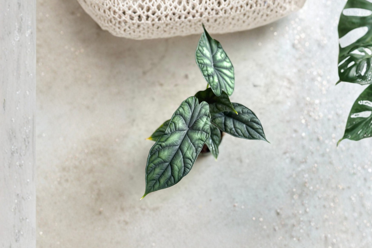 Alocasia Dragon Scale Live Plant | Rooted Starter Tropical Houseplant | Silvery Green Foliage with Dark Veining | Alocasia baginda