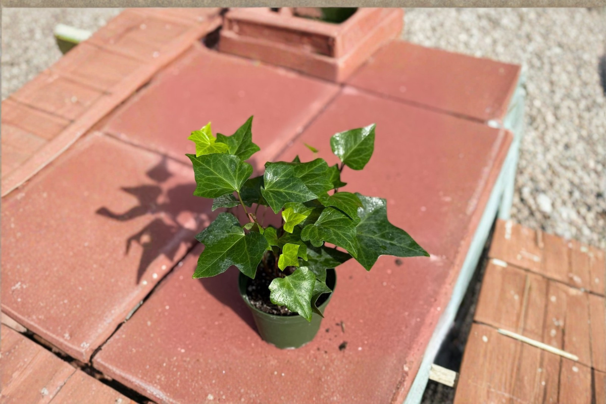 Neon Algerian Ivy Live Plant in 4 Inch Pot, Hedera algeriensis ‘Neon’, Trailing Houseplant for Indoor Outdoor Decor & Gift
