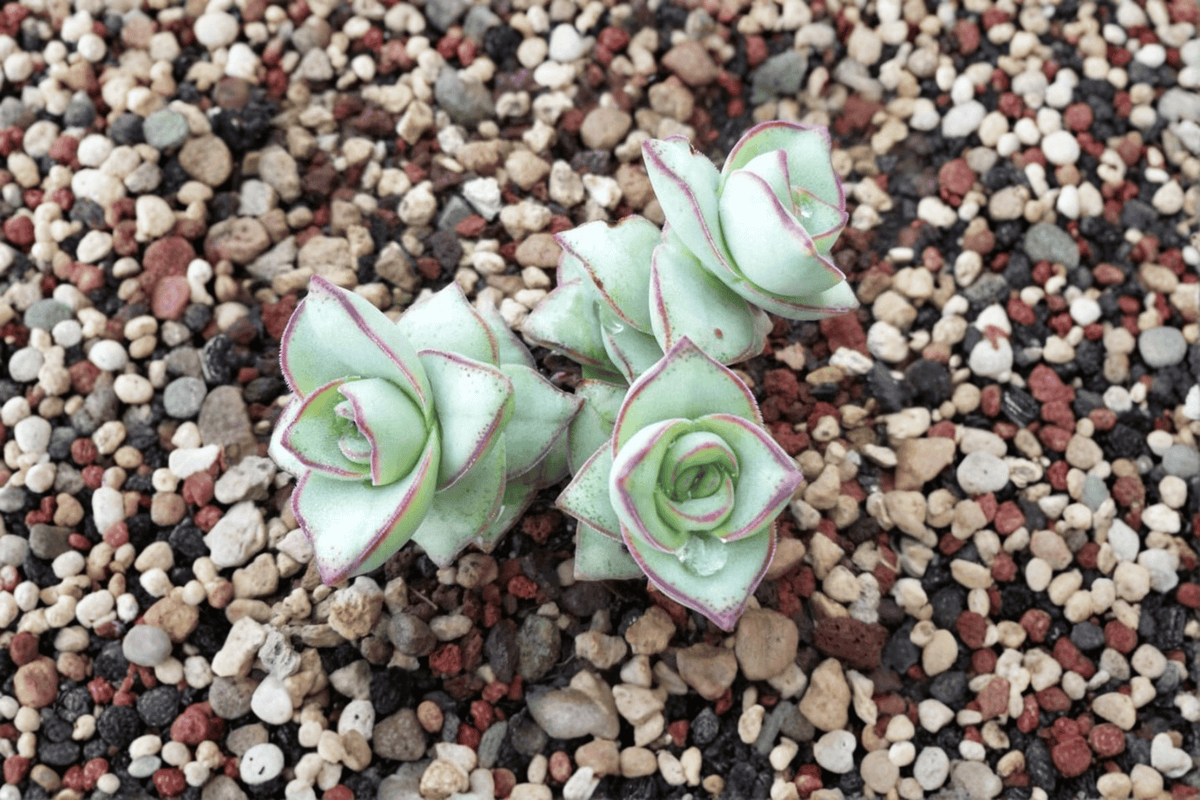 String of Buttons 1 Live Succulent – 4-Inch Pot – Crassula perforata ‘Major’