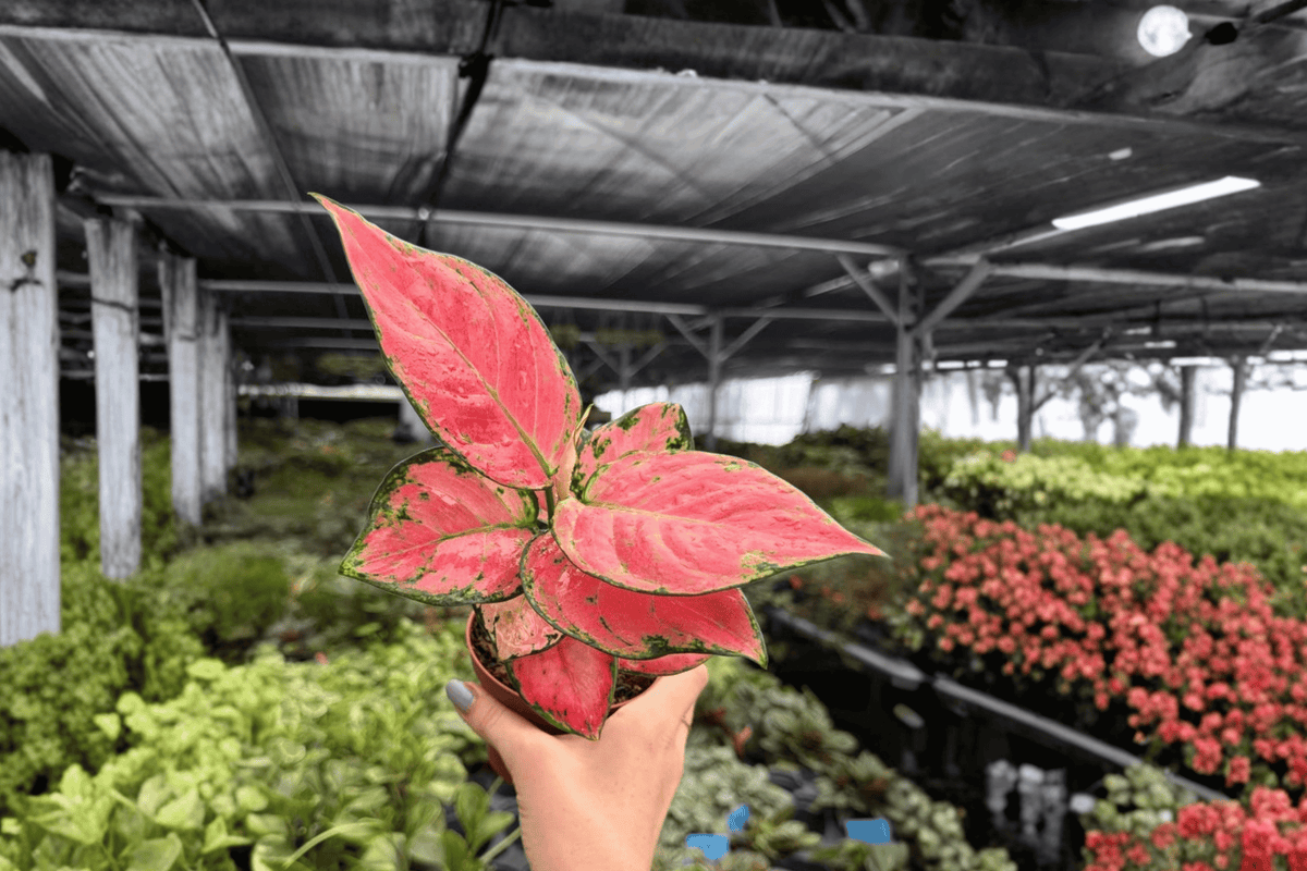 Aglaonema Super Pink 2 Exact Live Plants – Specific 4” Size Bare Root