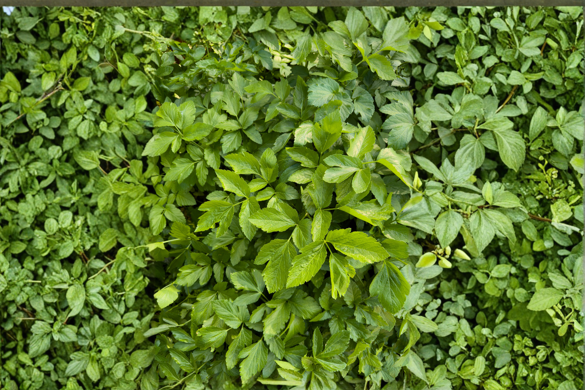 Vietnamese Water Celery Live Aquatic Plants – 3–5 Healthy Plants – Rau Cần Nước (Oenanthe javanica)