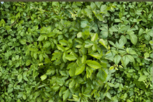 Vietnamese Water Celery Live Aquatic Plants – 3–5 Healthy Plants – Rau Cần Nước (Oenanthe javanica)