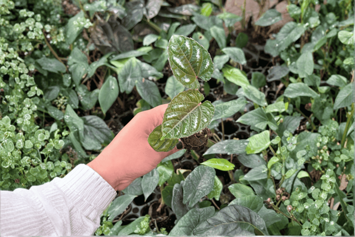 2 Cissus discolor Starter Plants – Bare Root – Rex Begonia Vine Live Plants