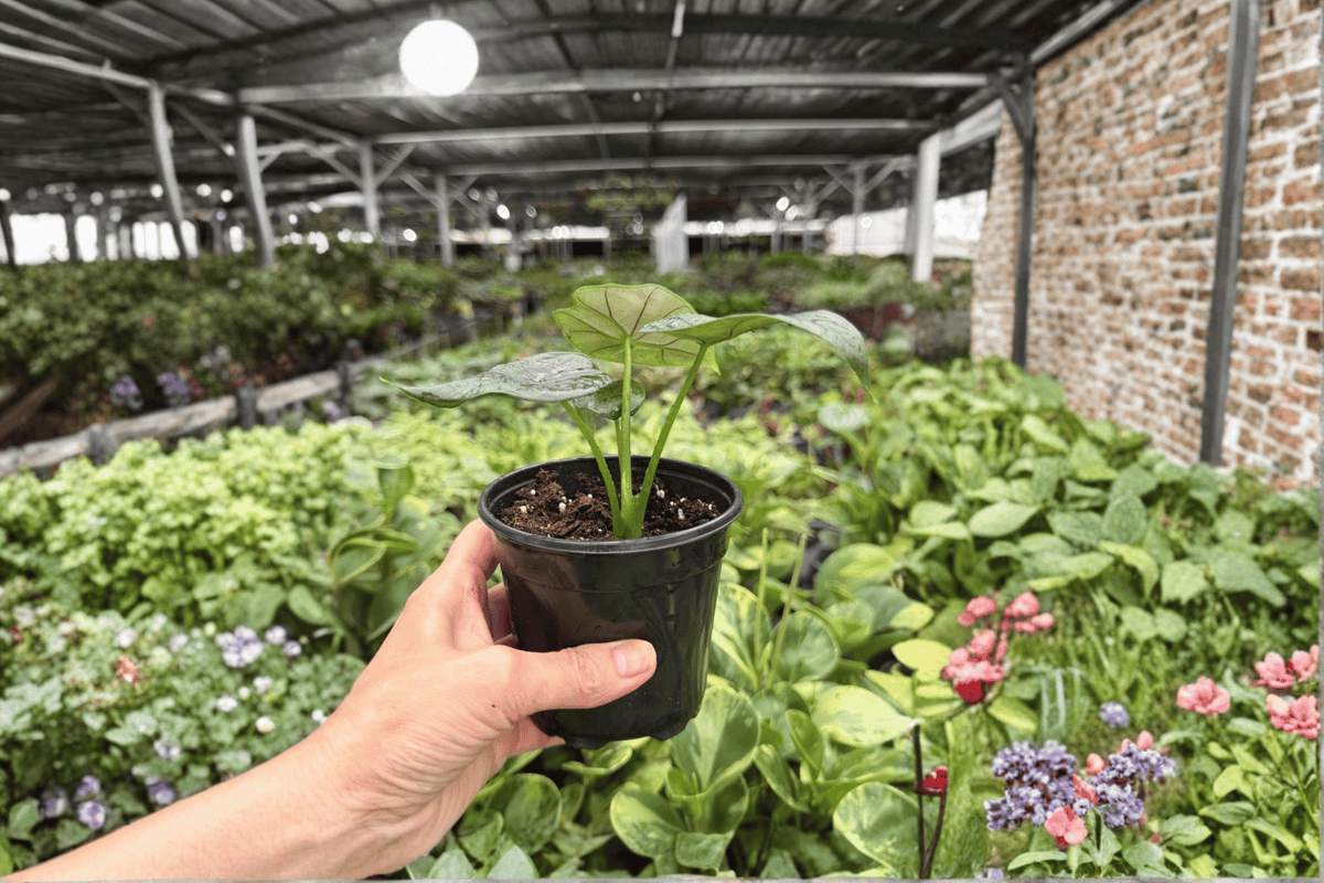 2 Exact Alocasia 'Silver Wings' (Silver Dragon × Scalprum) Live Plants in 4-Inch Pots