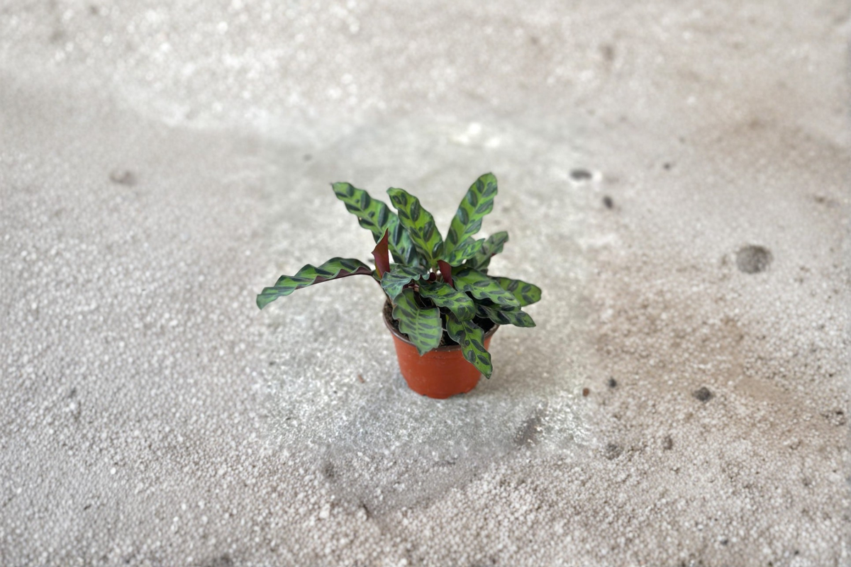 Calathea Rattlesnake Live Plant | 2 Inch Starter | Tropical Prayer Plant | Calathea lancifolia Indoor Foliage