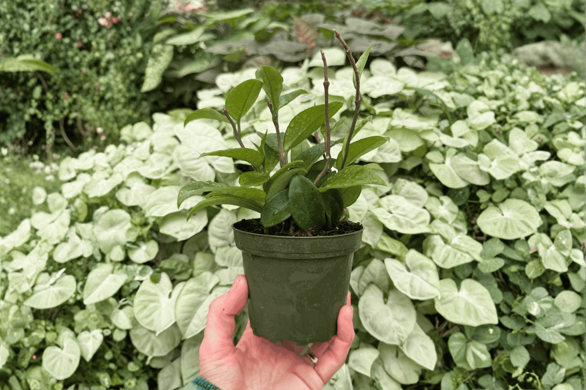 Hoya Jade 2 Exact Live Plants – 4-Inch Pots – Hoya carnosa ‘Jade’