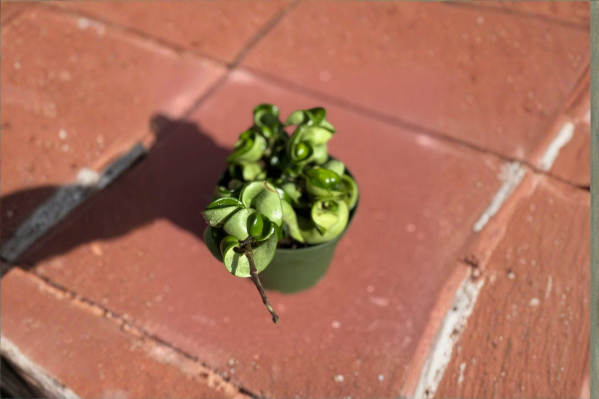 Hoya Compacta Variegated Live Plant Hindu Rope Hoya 4 Inch Pot Rare Indoor Houseplant Starter Plant Gift