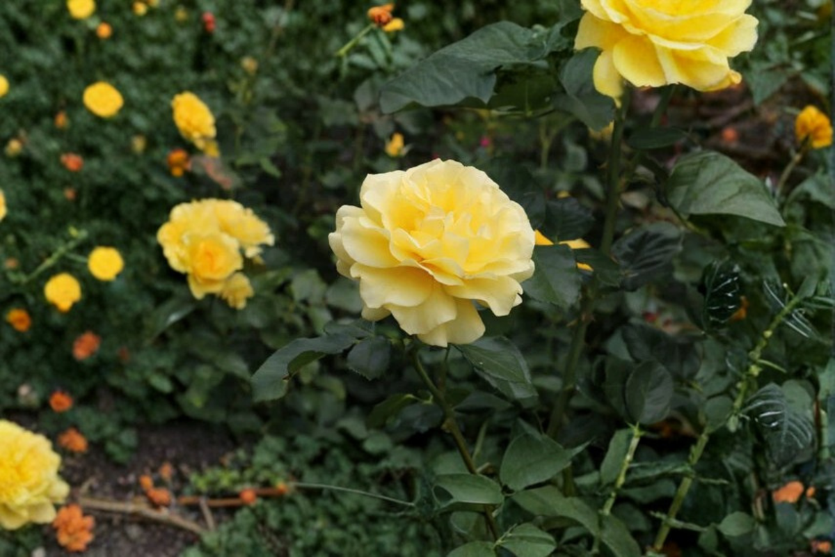 Sunsprite Floribunda Rose Live Plant 1 Gallon, Deep Yellow Rose Bush for Garden, Everblooming Flower Shrub