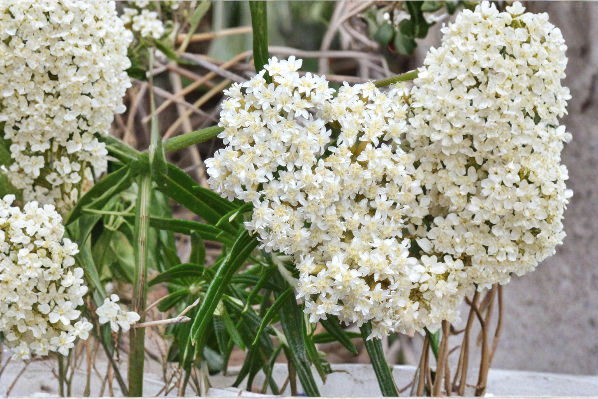Asclepias Ice Ballet Live Plants – 3 Rooted Perennial Starters in 1 Qt Pots, White Swamp Milkweed for Garden Beds & Borders