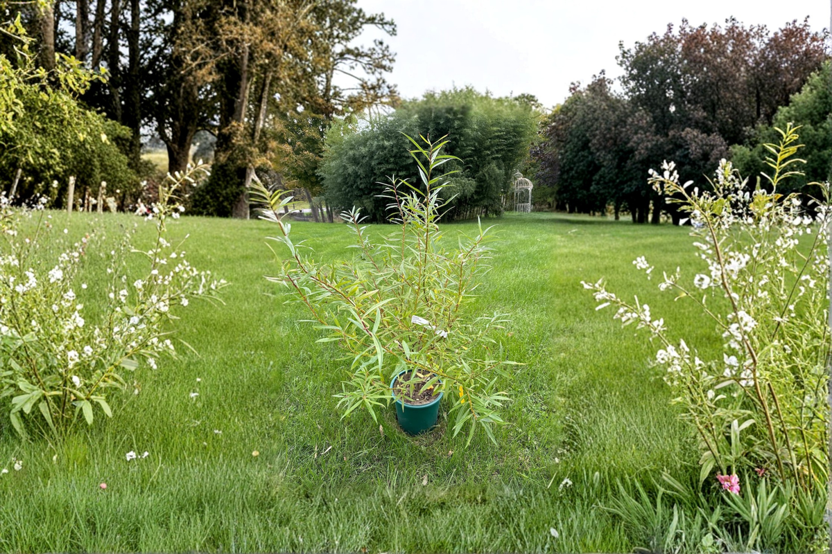 Japanese Fantail Willow ‘Sekka’ Live Plant 2 Gallon – Salix sachalinensis Unique Curled Branch Shrub Garden Plant