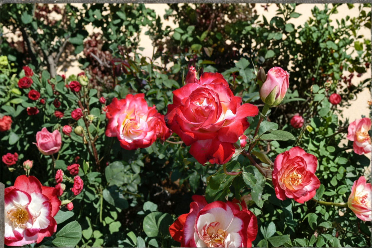 Snowfire Hybrid Tea Rose Live Plant 2 Gallon, Red White Rose Bush for Garden, Flowering Shrub Plant