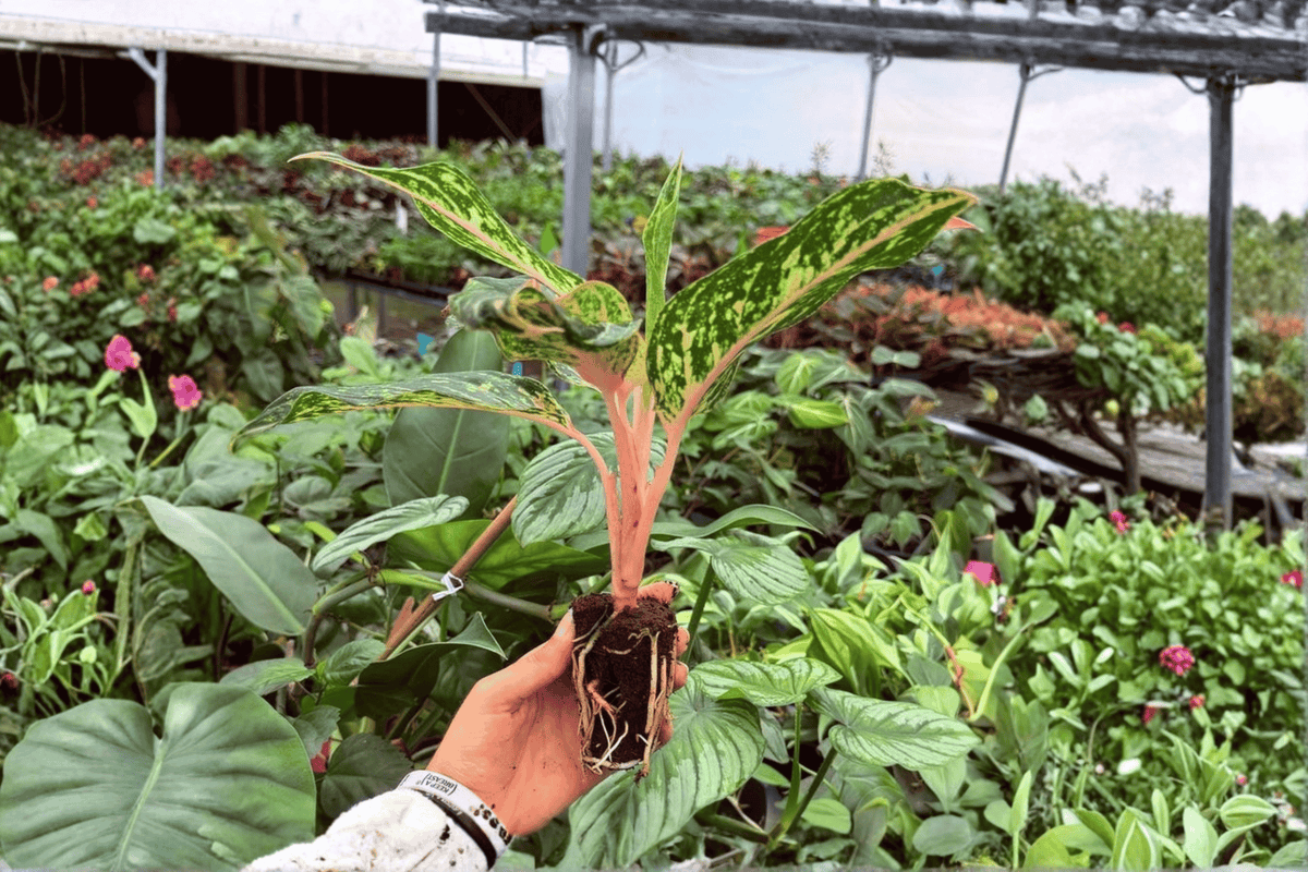 2 Exact XL Aglaonema Sparkling Sarah Starter Plants – Aglaonema ‘Sparkling Sarah’
