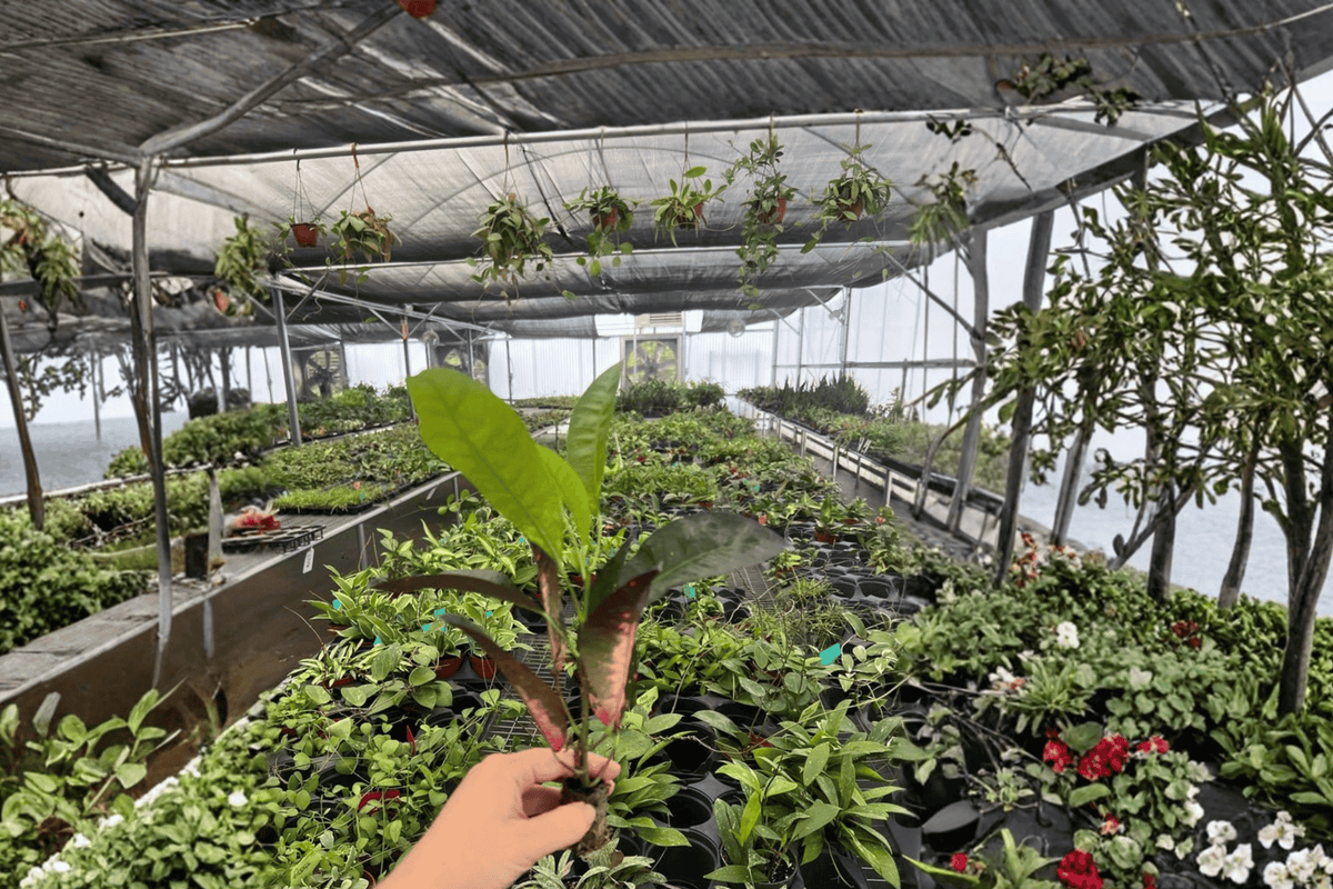 Croton Red Iceton – 2 Live Starter Plants, 2-Inch Size – Codiaeum variegatum ‘Red Iceton’
