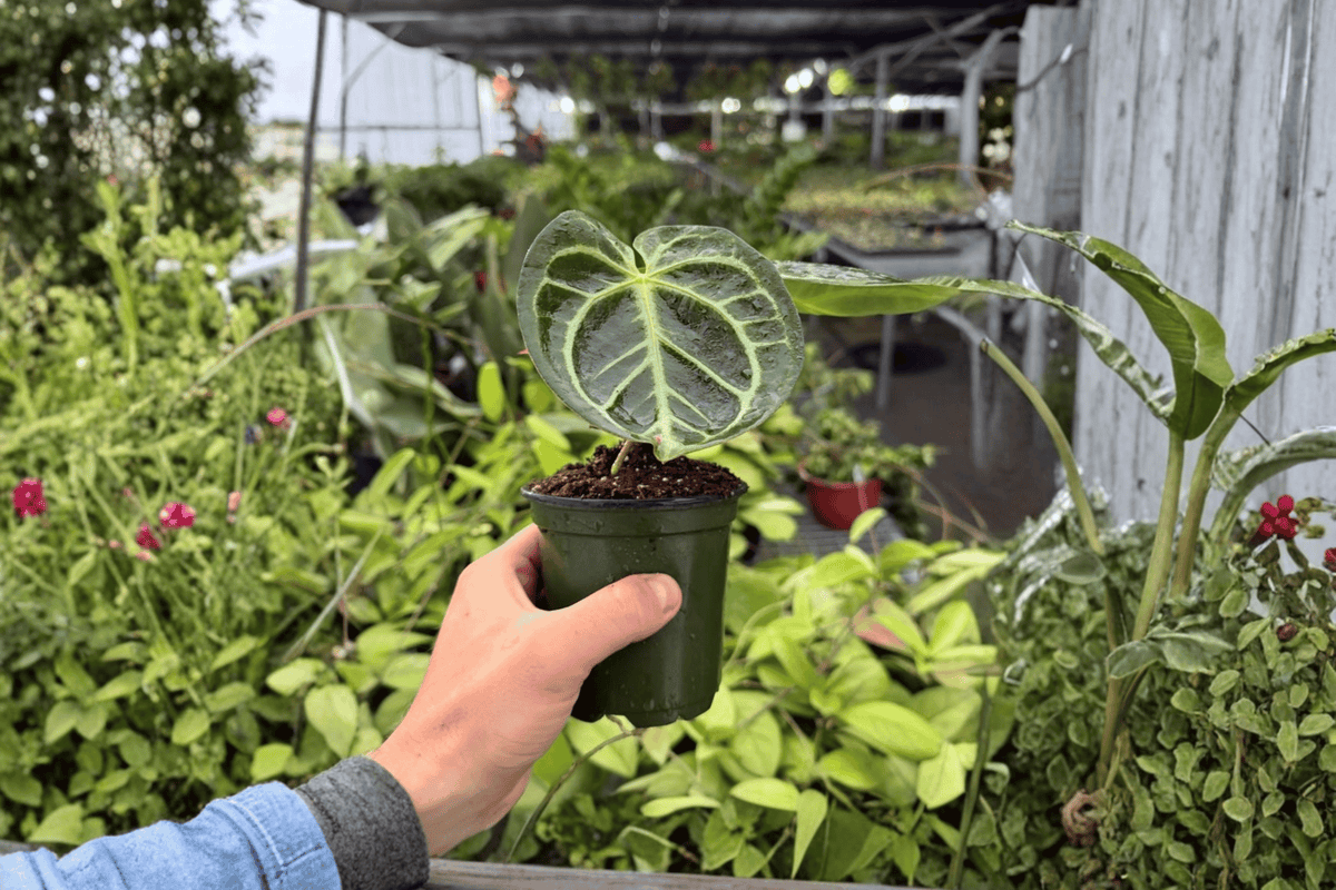 2 Exact Anthurium Dressleri × Hoffmannii Live Plants in 4-Inch Pots – Anthurium Dressleri × Hoffmannii