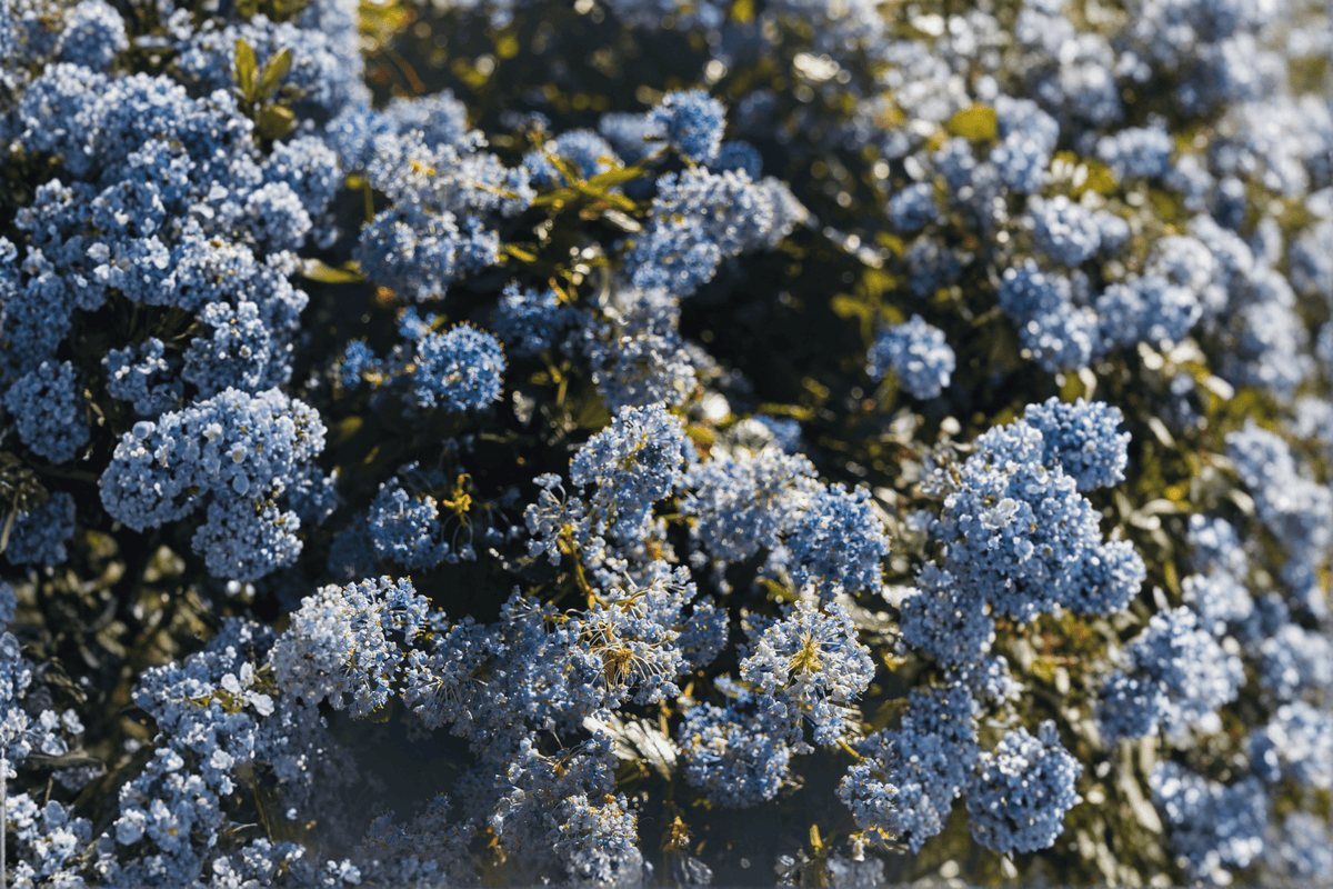 Anchor Bay Point Reyes Wild Lilac 1 Live Plant – 4-Inch Pot – Ceanothus gloriosus ‘Anchor Bay’