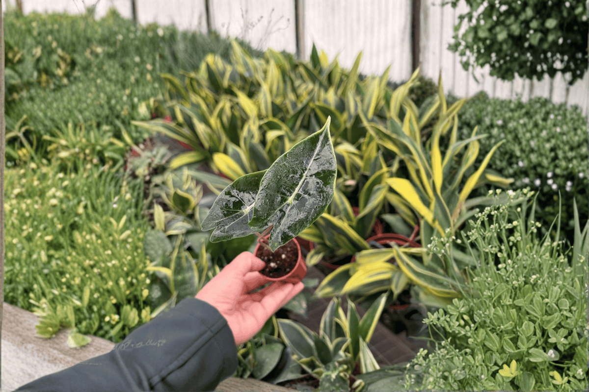 Alocasia Dragon’s Tooth 2 Live Starter Plants – 2-Inch Size – Alocasia longiloba