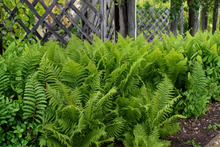 10 Ostrich Ferns, Matteuccia struthiopteris, Bare Root Perennial Shade Plants, Native Woodland Garden