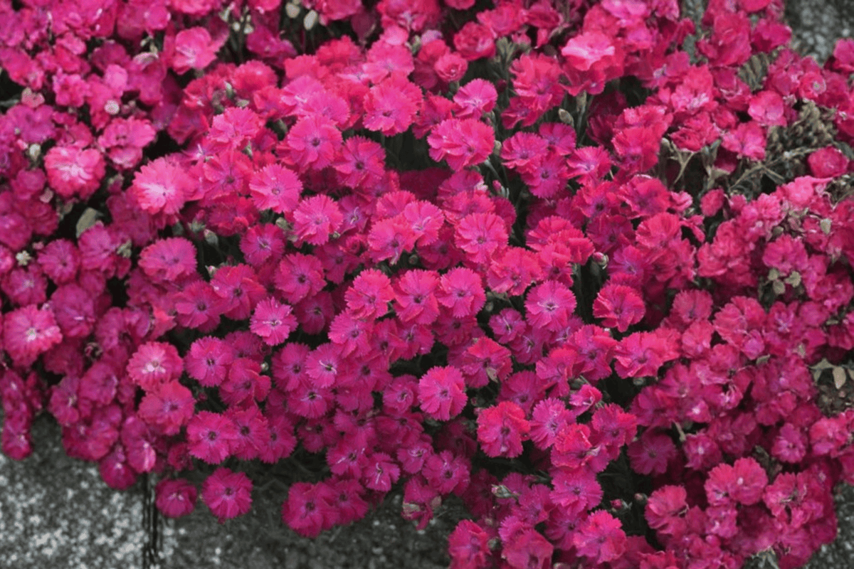 Paint the Town Red Pinks – 1 Live Plant, 1-Gallon Size – Dianthus ‘Paint the Town Red’