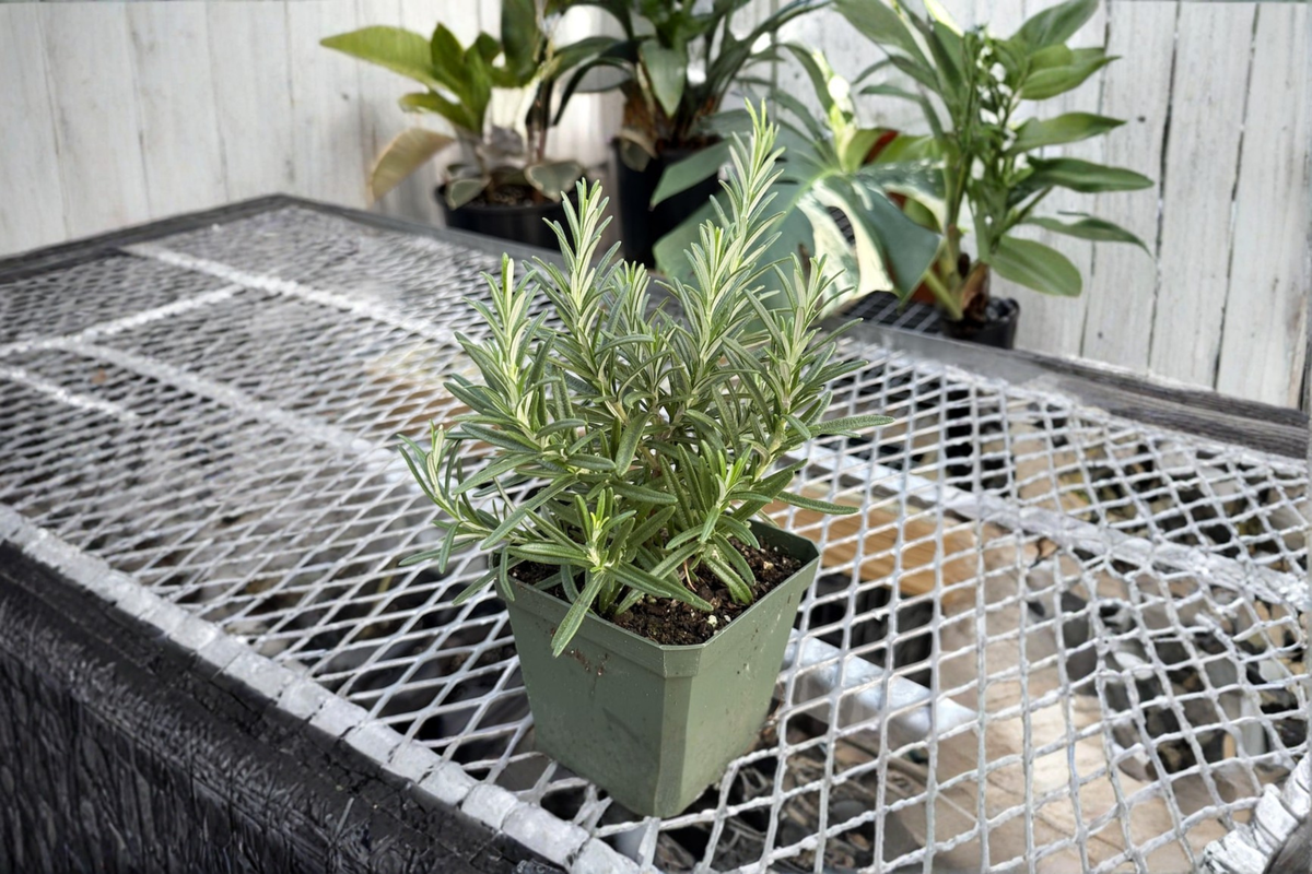 Fresh Rosemary Live Plant in 4-Inch Pot, Culinary Herb, Salvia rosmarinus, Indoor & Outdoor Garden