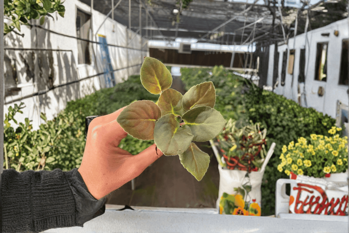 Wrangler’s Spanish Cavalier African Violet 2 Starter Live Plants – Streptocarpus ionanthus
