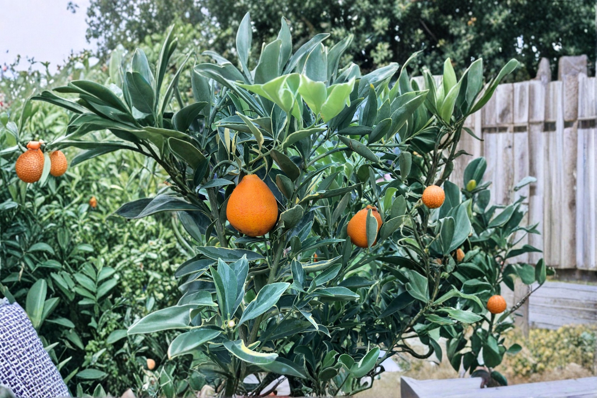 Centennial Variegated Kumquat Tree Live Plant, 5 Gallon Pot, Grafted Citrus Tree, Ornamental Fruit, Patio Garden, Citrus japonica