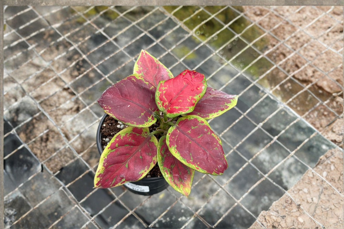 Aglaonema Pink Emerald Live Houseplant – Tropical Foliage, Indoor Decor, Easy-Care, Gift, Chinese Evergreen, Aglaonema hybrid