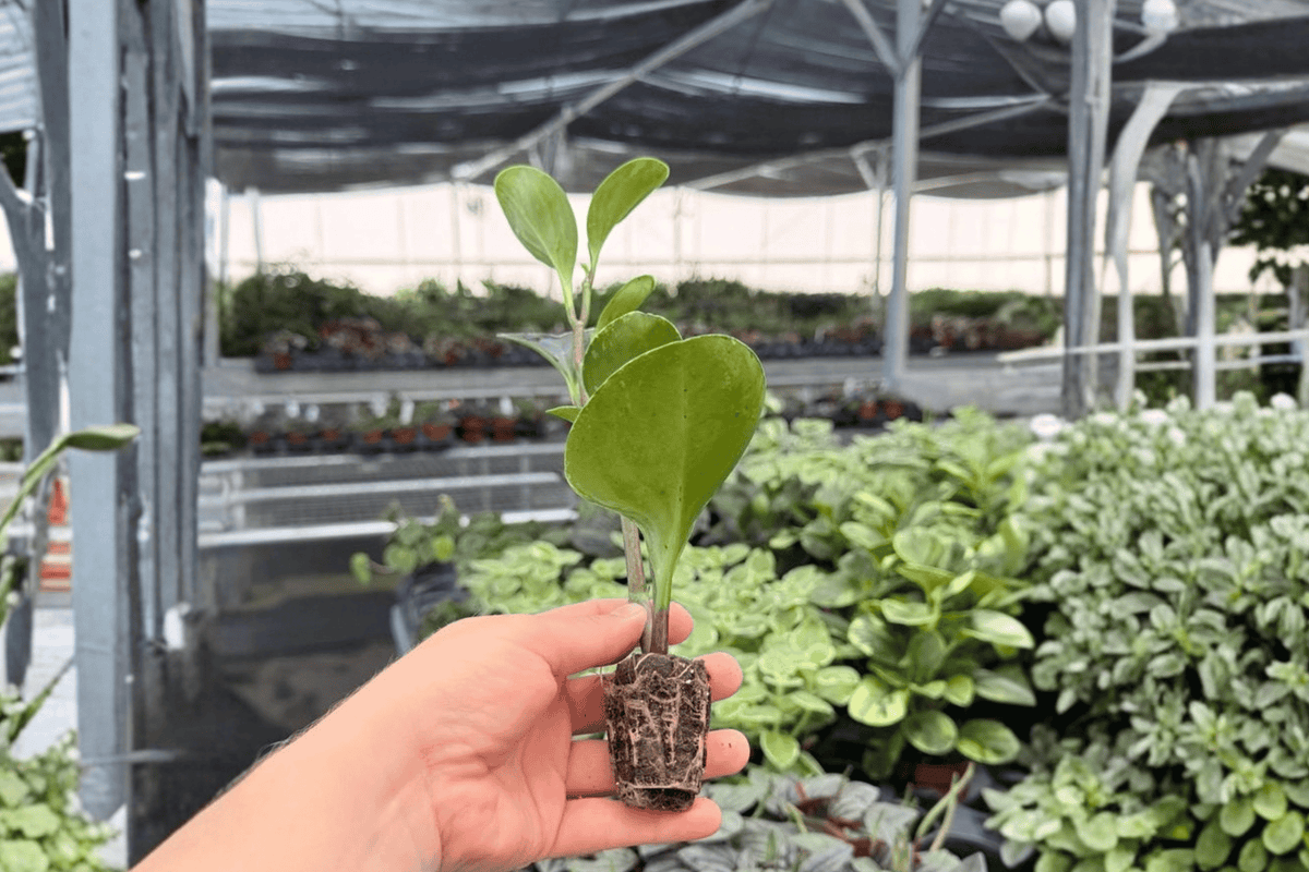2 Marble Green Peperomia Starter Plants – Variegated Peperomia
