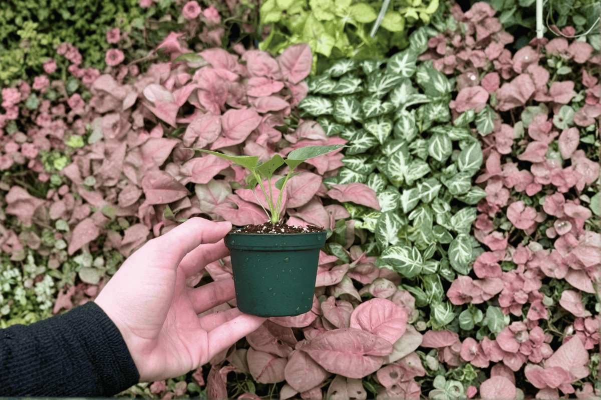 Anthurium Brownii 2 Live Starter Plants – 2-Inch Pot Format – Anthurium brownii