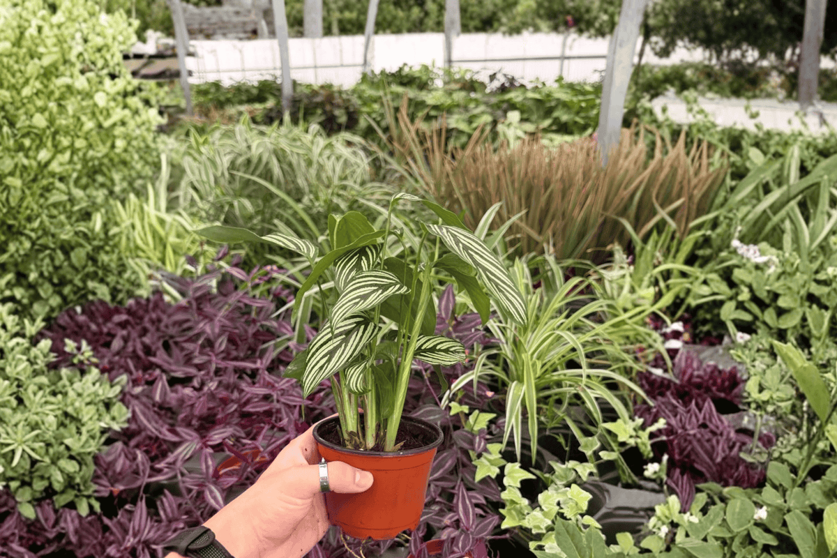 Calathea Vittata 2 Exact Live Plants – Goeppertia elliptica ‘Vittata’ 4” Size Bare Root