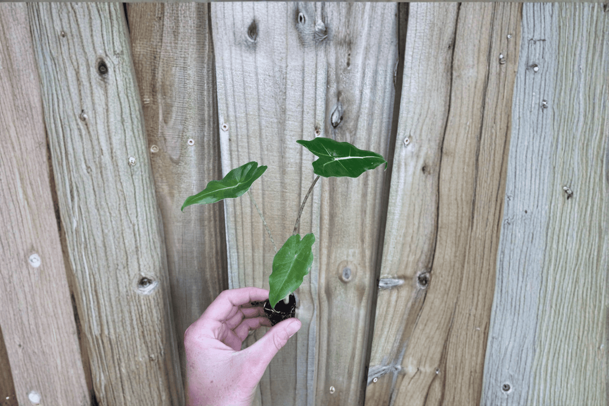 2 Alocasia 'Sarian' Live Starter Plants – Bare Root Elephant Ear