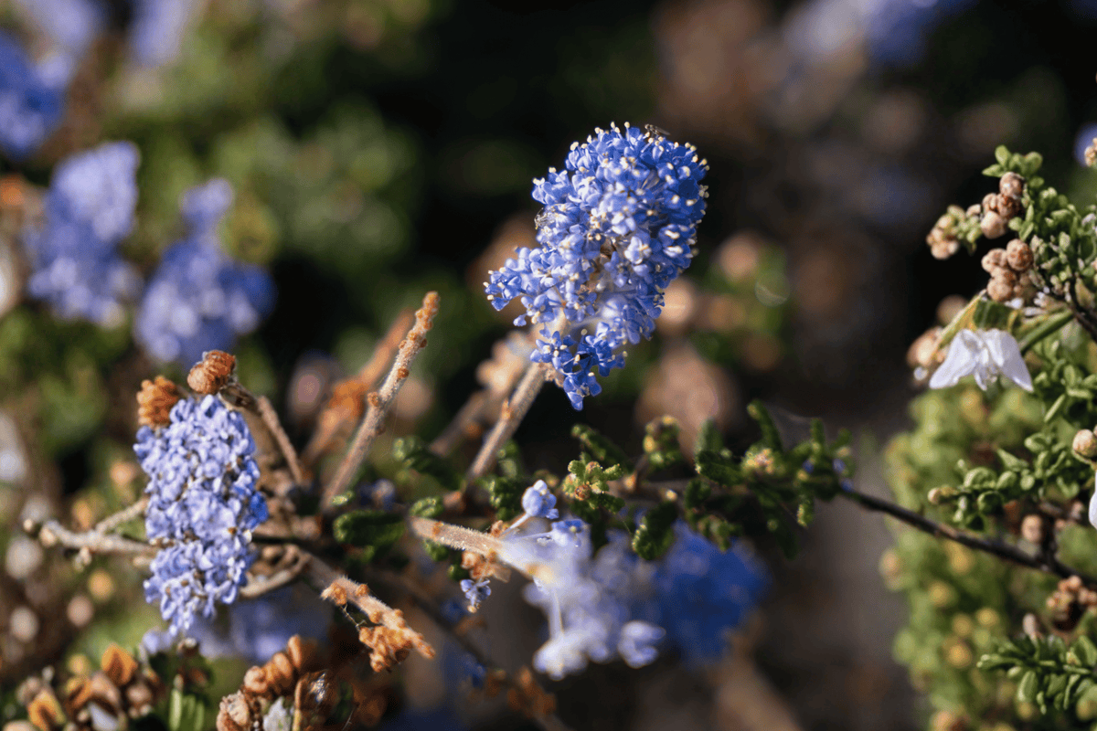 Carmel Creeper California Lilac 1 Live Plant – 4-Inch Pot – Ceanothus griseus var. horizontalis ‘Carmel Creeper’