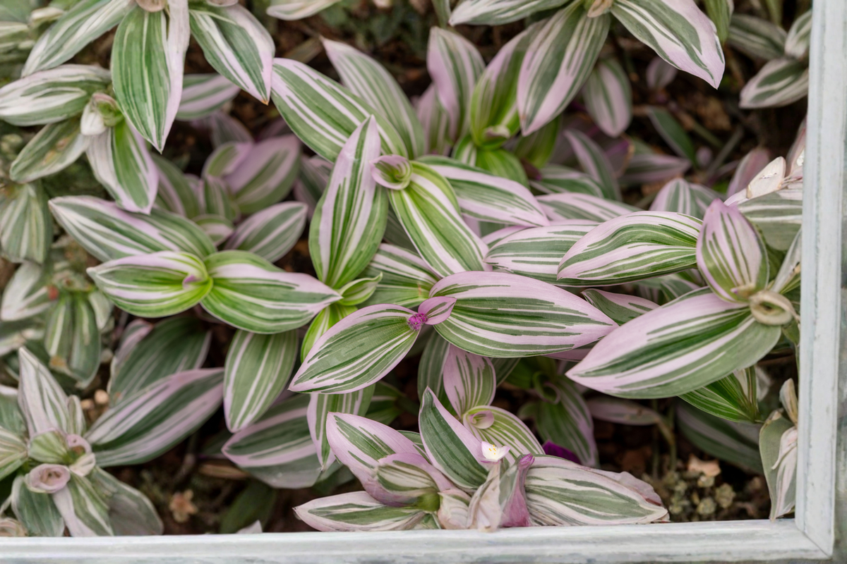 Tradescantia Nanouk Live Plant Rooted in 4-Inch Nursery Pot – Pink Wandering Dude
