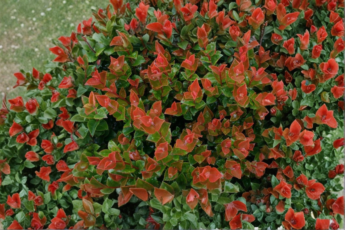 Scarlet Ovation Evergreen Huckleberry Live Plant, 1 Gallon Pot, Bushy Vaccinium ovatum, Ornamental Garden Shrub