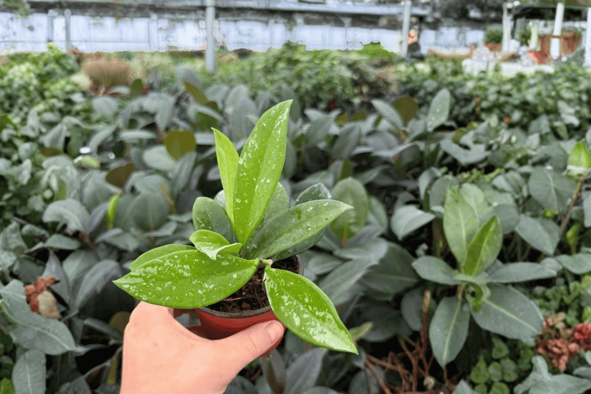 Hoya Silver Moon 2 Exact Live Plants – Hoya ‘Silver Moon’ Specific 4” Size Bare Root