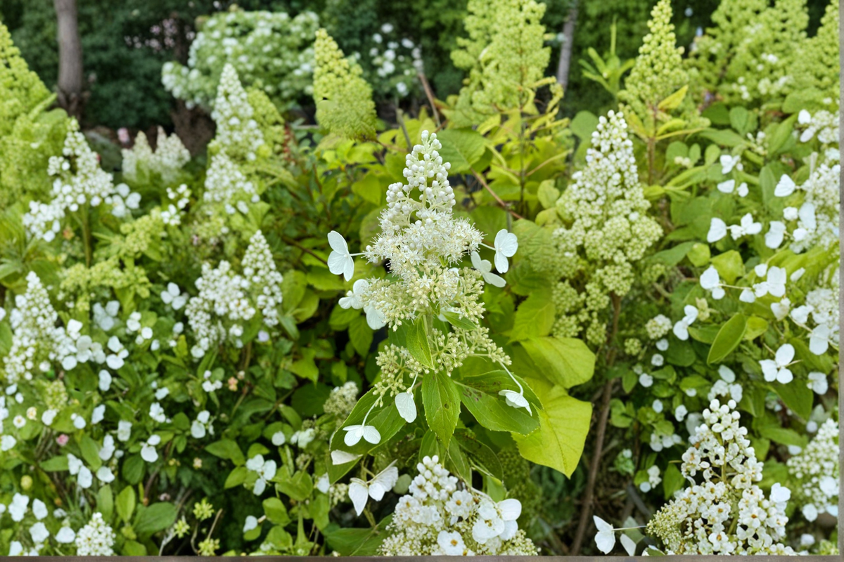 Hydrangea ‘Kyushu’ 1 Gallon Live Plant – Hydrangea paniculata White Panicle Shrub for Summer Garden Landscape