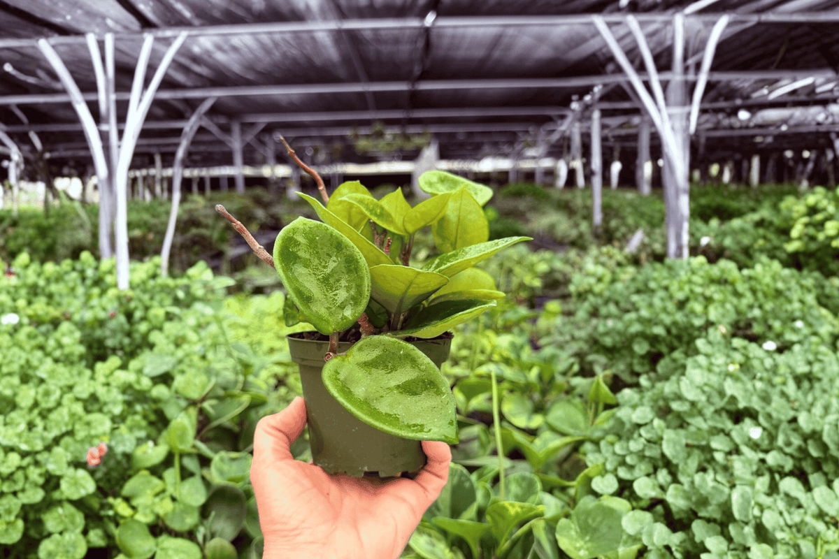 Hoya Chelsea – 2 Exact Live Plants, 4-Inch Size – Hoya carnosa ‘Chelsea’