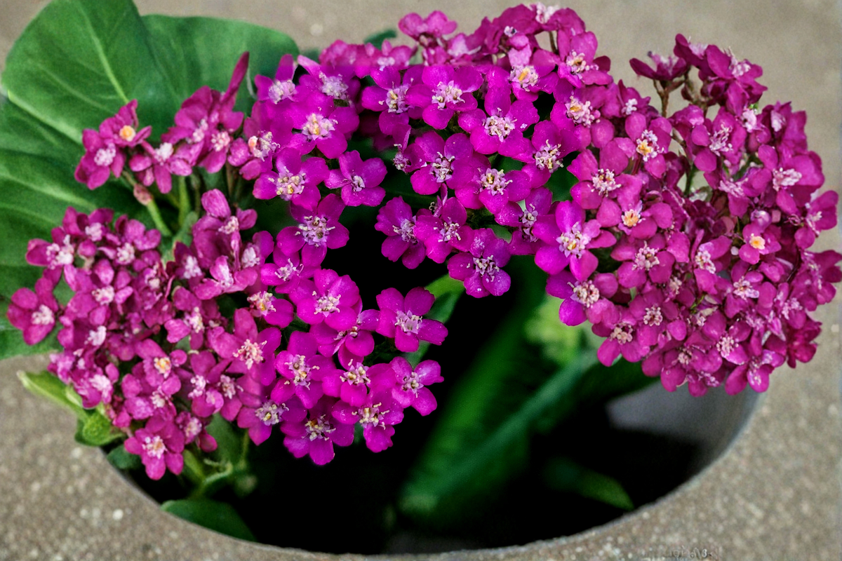New Vintage Violet Yarrow Live Plants 3 Rooted Starters 1 Qt Pots Achillea Purple Perennial Garden Flowers