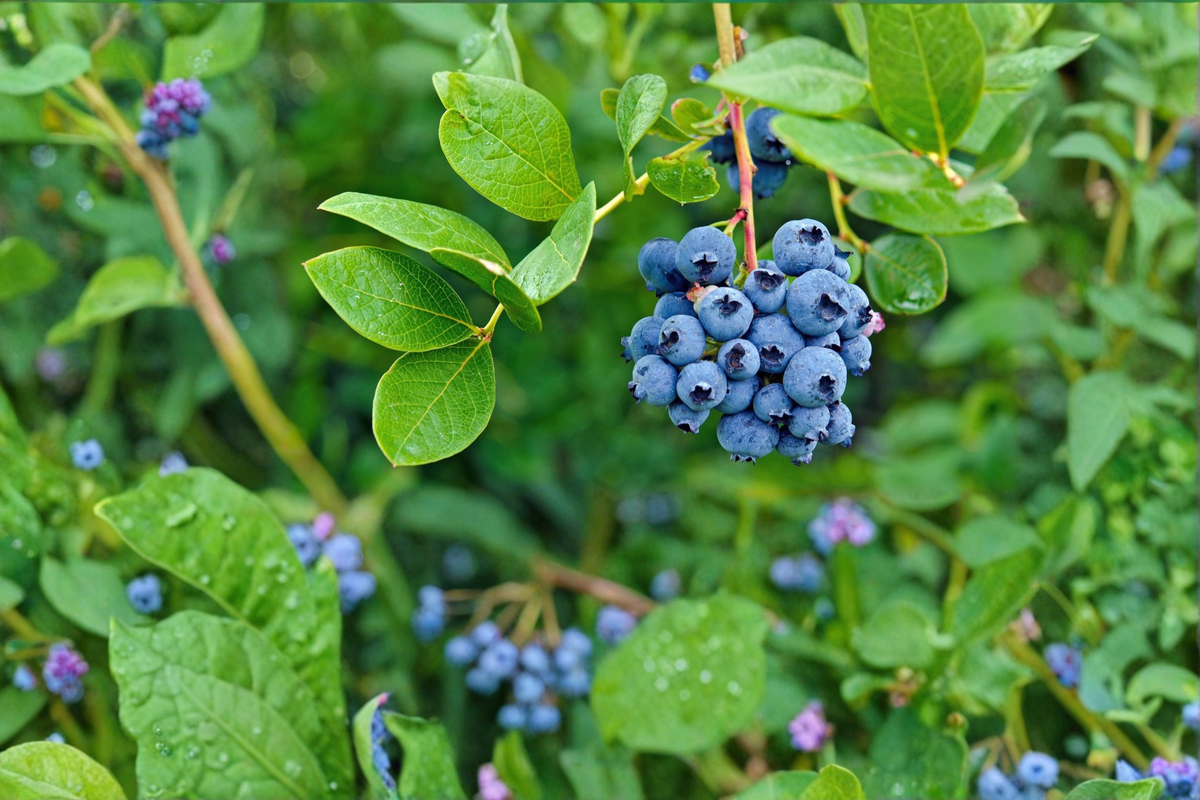 Blueberry Plant Live 1 Gal – Vaccinium spp. Sweet Blueberry Bush for Garden, Edible Landscaping, Home Growing