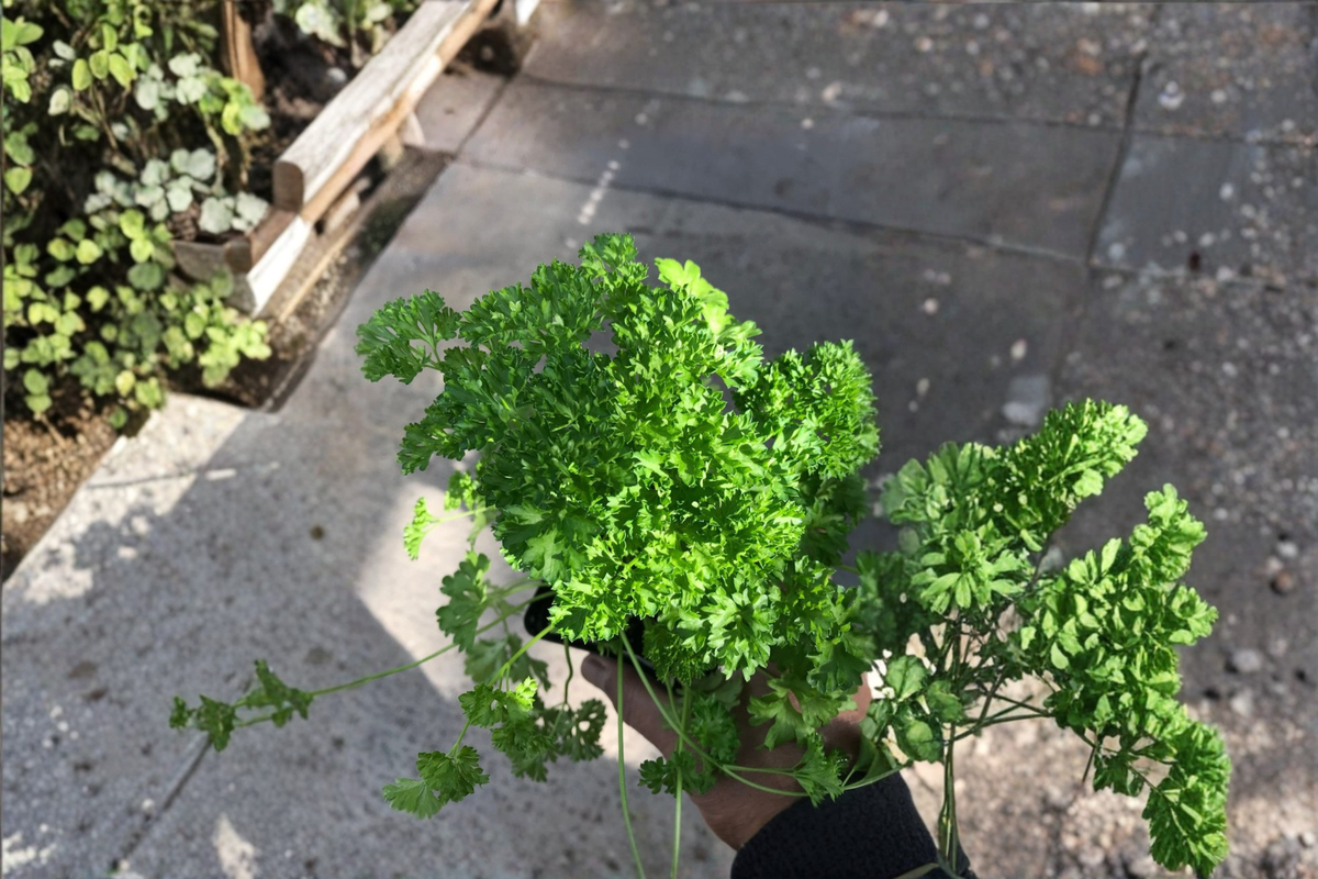 Curly Parsley Live Herb Plant - Rooted Starter, Petroselinum Crispum, Compact Foliage, Container & Garden Use
