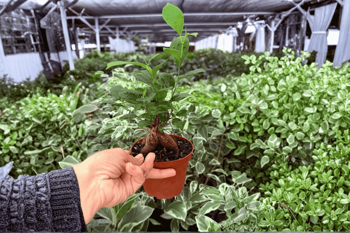 Ficus Ginseng 2 Exact Live Plants – 4-Inch Pots – Ficus microcarpa