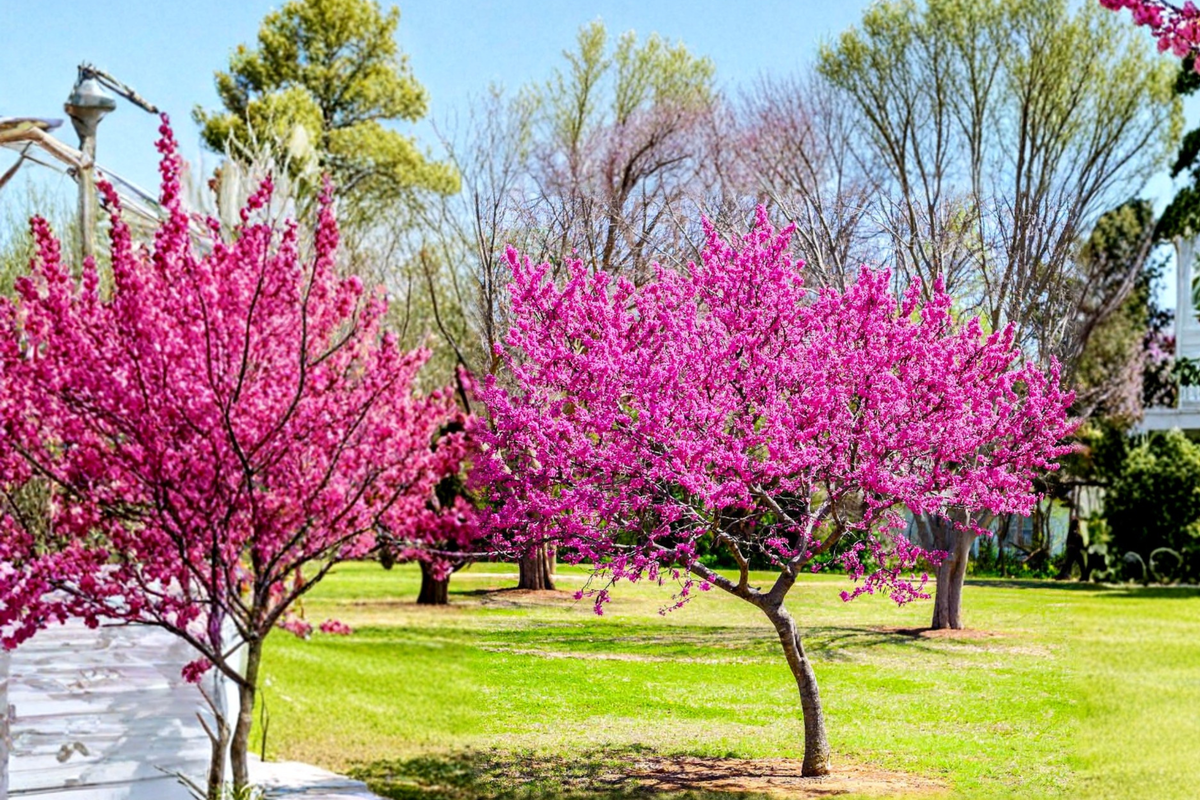 Eastern Redbud Tree 4-6 ft Live Flowering Ornamental Tree Pink Purple Spring Blooms Cercis canadensis